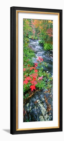 River Flowing Through a Forest, Black River, Upper Peninsula, Michigan, USA-null-Framed Photographic Print