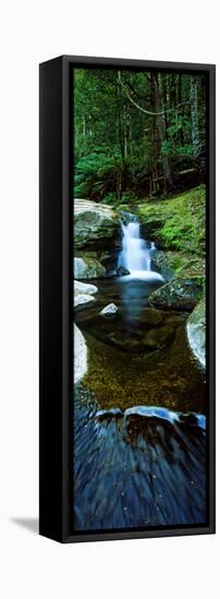 River Flowing Through a Forest, Liffey Falls, Liffey River, Tasmania, Australia-null-Framed Stretched Canvas