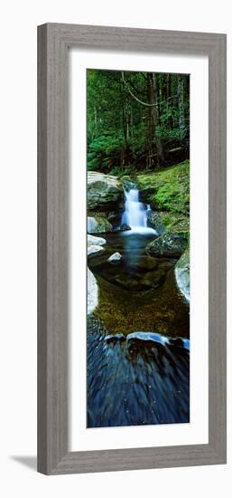 River Flowing Through a Forest, Liffey Falls, Liffey River, Tasmania, Australia-null-Framed Photographic Print