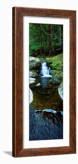 River Flowing Through a Forest, Liffey Falls, Liffey River, Tasmania, Australia-null-Framed Photographic Print