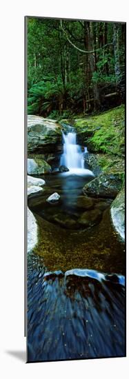 River Flowing Through a Forest, Liffey Falls, Liffey River, Tasmania, Australia-null-Mounted Photographic Print