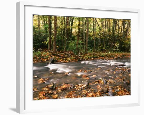 River Flowing Through Forest, Great Smoky Mountains National Park, Tennessee, USA-Walter Bibikow-Framed Photographic Print