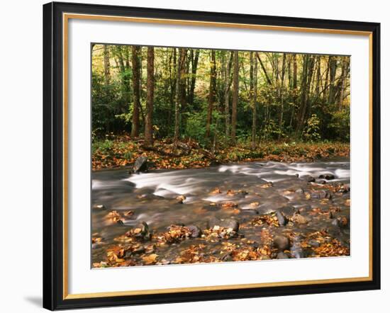 River Flowing Through Forest, Great Smoky Mountains National Park, Tennessee, USA-Walter Bibikow-Framed Photographic Print