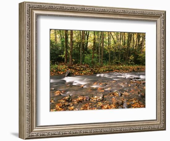 River Flowing Through Forest, Great Smoky Mountains National Park, Tennessee, USA-Walter Bibikow-Framed Photographic Print