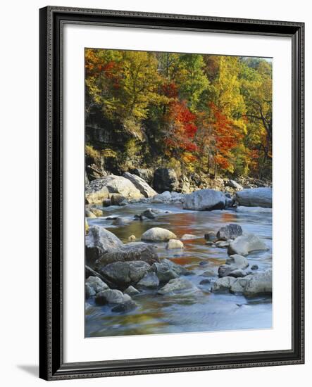 River Flowing Through Forest in Autumn, North Fork, Potomac State Forest, Maryland, USA-Adam Jones-Framed Photographic Print