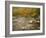 River Flowing Trough Forest in Autumn, White Mountains National Forest, New Hampshire, USA-Adam Jones-Framed Photographic Print