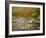 River Flowing Trough Forest in Autumn, White Mountains National Forest, New Hampshire, USA-Adam Jones-Framed Photographic Print