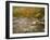 River Flowing Trough Forest in Autumn, White Mountains National Forest, New Hampshire, USA-Adam Jones-Framed Photographic Print