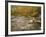 River Flowing Trough Forest in Autumn, White Mountains National Forest, New Hampshire, USA-Adam Jones-Framed Photographic Print
