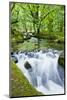 River Fowey, Goliath Falls, Looe, Cornwall, England, United Kingdom, Europe-Kav Dadfar-Mounted Photographic Print