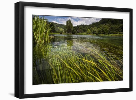 River Grass Sways Underwater In The Crystal Clear Una River In Bosnia Herzegovina-Karine Aigner-Framed Photographic Print