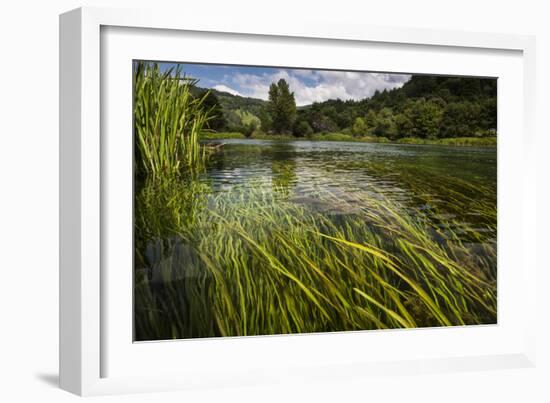 River Grass Sways Underwater In The Crystal Clear Una River In Bosnia Herzegovina-Karine Aigner-Framed Photographic Print