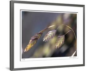 River Grasses III-Joy Doherty-Framed Giclee Print