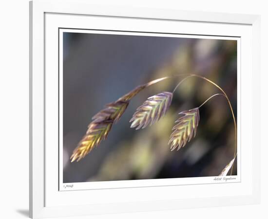 River Grasses III-Joy Doherty-Framed Giclee Print