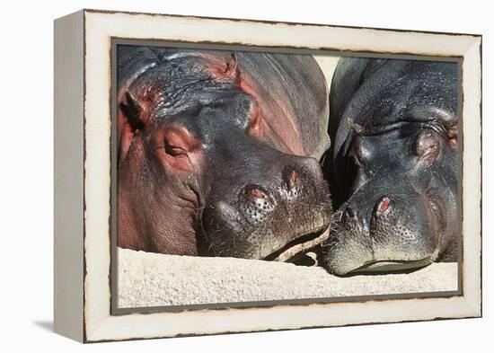 River Hippopotamus, Two Sleeping Together-null-Framed Premier Image Canvas