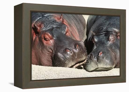 River Hippopotamus, Two Sleeping Together-null-Framed Premier Image Canvas