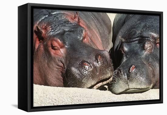 River Hippopotamus, Two Sleeping Together-null-Framed Premier Image Canvas