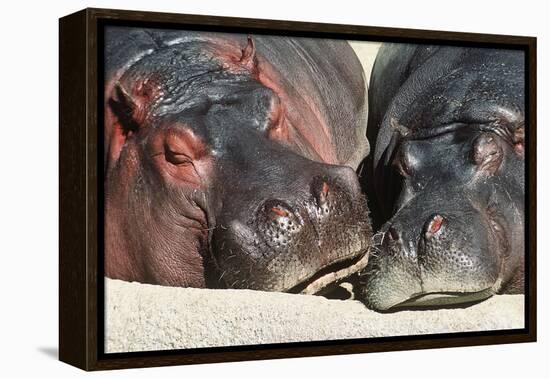 River Hippopotamus, Two Sleeping Together-null-Framed Premier Image Canvas