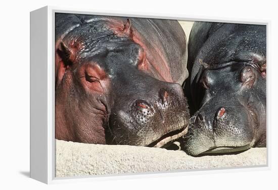 River Hippopotamus, Two Sleeping Together-null-Framed Premier Image Canvas