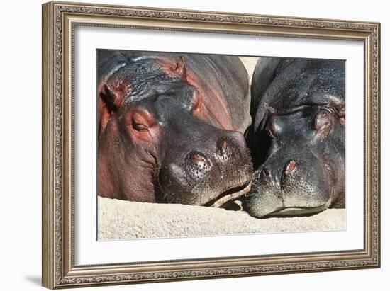River Hippopotamus, Two Sleeping Together--Framed Photographic Print
