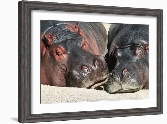 River Hippopotamus, Two Sleeping Together-null-Framed Photographic Print