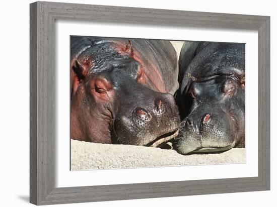 River Hippopotamus, Two Sleeping Together-null-Framed Photographic Print