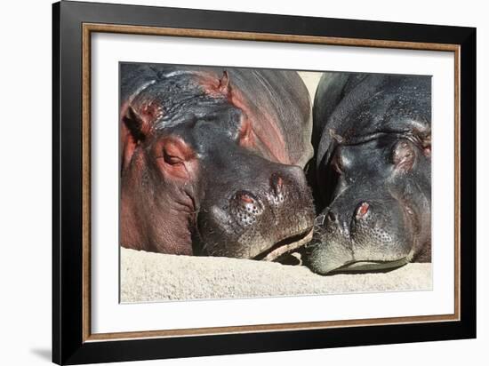 River Hippopotamus, Two Sleeping Together-null-Framed Photographic Print