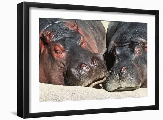 River Hippopotamus, Two Sleeping Together--Framed Photographic Print