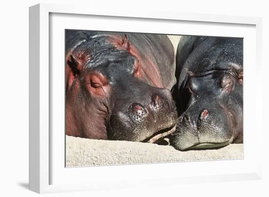 River Hippopotamus, Two Sleeping Together-null-Framed Photographic Print