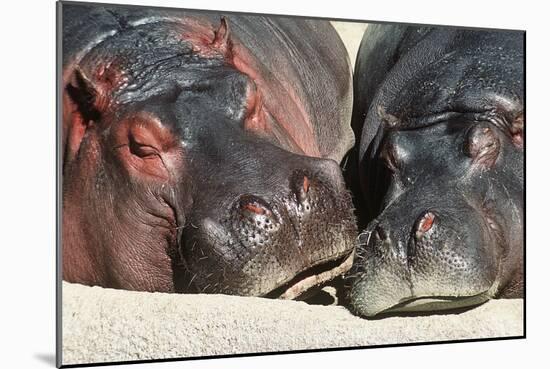 River Hippopotamus, Two Sleeping Together-null-Mounted Photographic Print