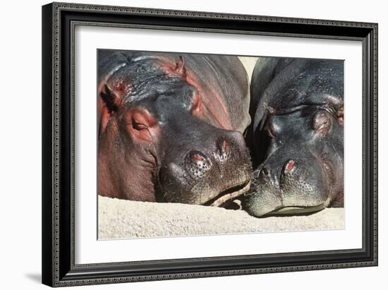 River Hippopotamus, Two Sleeping Together-null-Framed Photographic Print