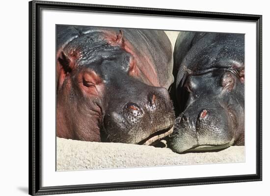 River Hippopotamus, Two Sleeping Together-null-Framed Photographic Print