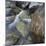 River in Verzasca Valley-Micha Pawlitzki-Mounted Photographic Print