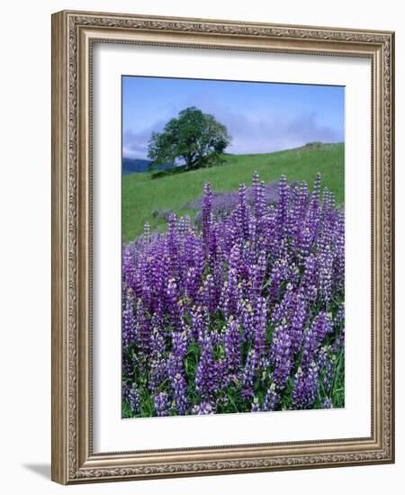 River Lupine and Oregon White Oak Tree, Bald Hills, Redwood National Park, California, Usa-Scott T. Smith-Framed Photographic Print