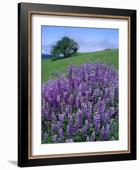 River Lupine and Oregon White Oak Tree, Bald Hills, Redwood National Park, California, Usa-Scott T. Smith-Framed Photographic Print