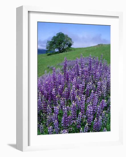 River Lupine and Oregon White Oak Tree, Bald Hills, Redwood National Park, California, Usa-Scott T. Smith-Framed Photographic Print