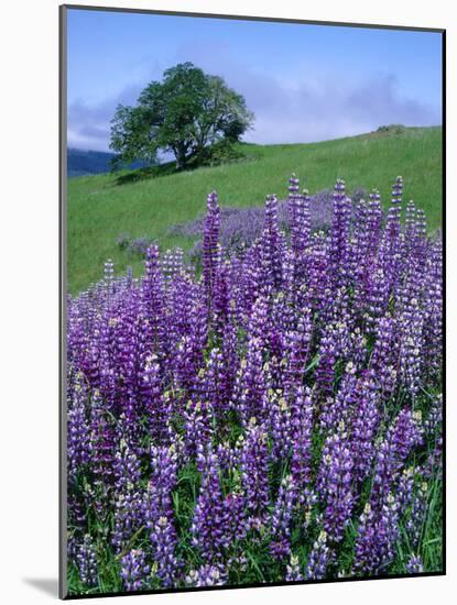 River Lupine and Oregon White Oak Tree, Bald Hills, Redwood National Park, California, Usa-Scott T. Smith-Mounted Photographic Print