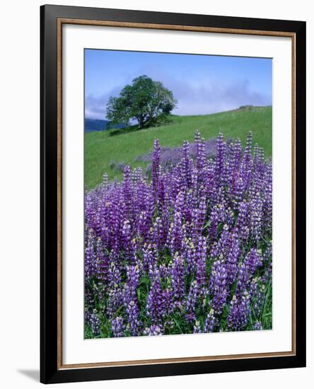 River Lupine and Oregon White Oak Tree, Bald Hills, Redwood National Park, California, Usa-Scott T. Smith-Framed Photographic Print