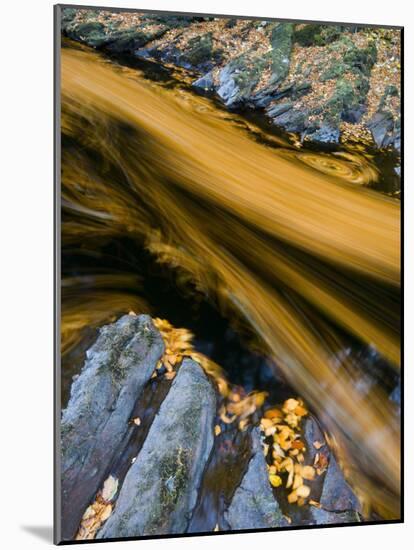 River North Esk Loaded with Beech Leaves, Angus, Scotland, UK, October 2007-Niall Benvie-Mounted Photographic Print