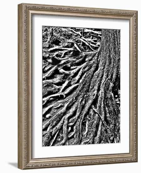 River of Roots-Toula Mavridou-Messer-Framed Photographic Print