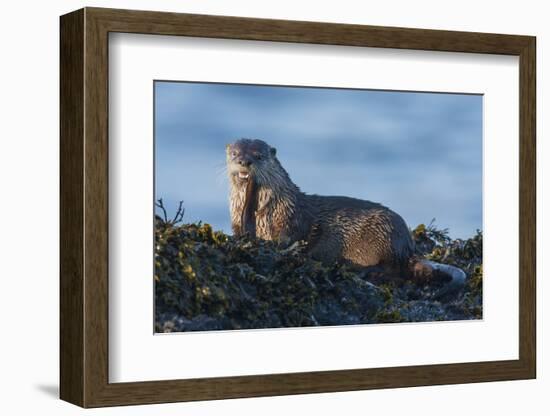 River Otter, a snack found among the tide pools at low tide-Ken Archer-Framed Photographic Print