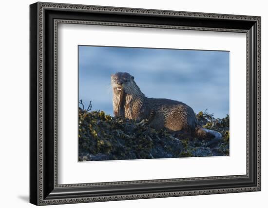 River Otter, a snack found among the tide pools at low tide-Ken Archer-Framed Photographic Print