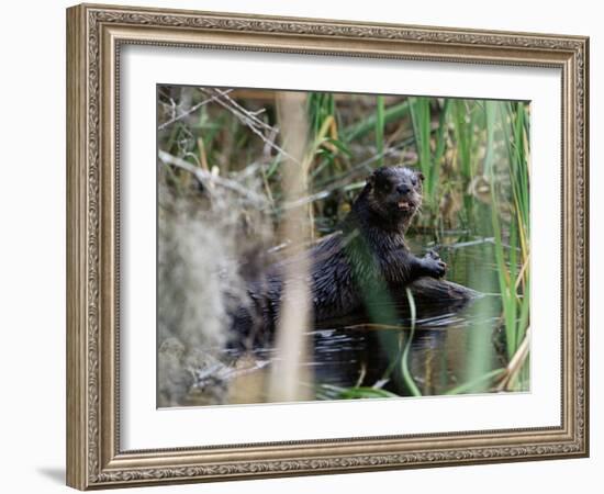 River Otter (Lutra Canadensis), Big Cypress Nature Preserve, Florida-James Hager-Framed Photographic Print