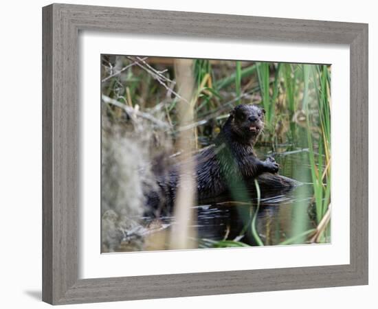 River Otter (Lutra Canadensis), Big Cypress Nature Preserve, Florida-James Hager-Framed Photographic Print