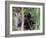 River Otter (Lutra Canadensis), Big Cypress Nature Preserve, Florida-James Hager-Framed Photographic Print