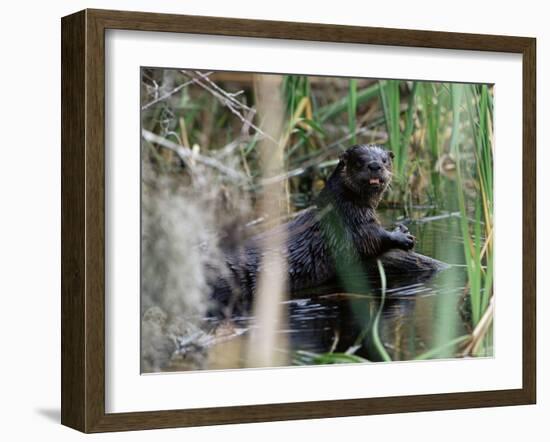 River Otter (Lutra Canadensis), Big Cypress Nature Preserve, Florida-James Hager-Framed Photographic Print