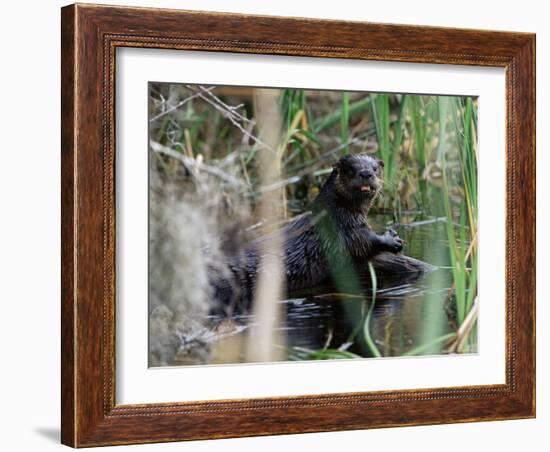 River Otter (Lutra Canadensis), Big Cypress Nature Preserve, Florida-James Hager-Framed Photographic Print