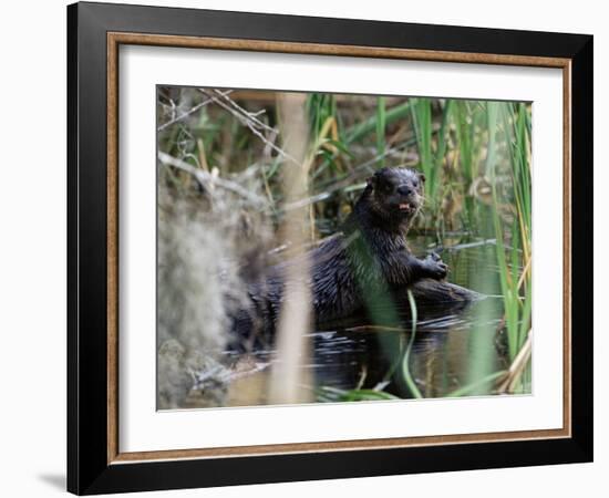 River Otter (Lutra Canadensis), Big Cypress Nature Preserve, Florida-James Hager-Framed Photographic Print