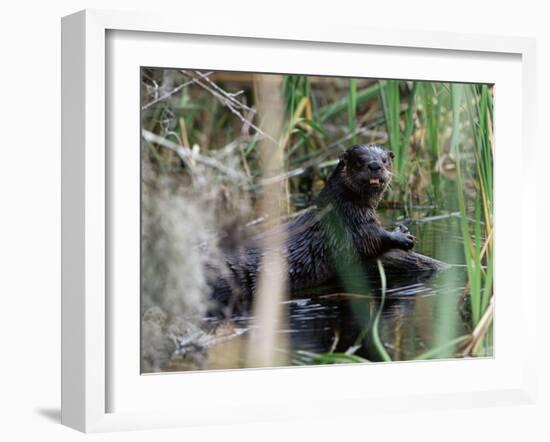 River Otter (Lutra Canadensis), Big Cypress Nature Preserve, Florida-James Hager-Framed Photographic Print
