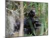 River Otter (Lutra Canadensis), Big Cypress Nature Preserve, Florida-James Hager-Mounted Photographic Print